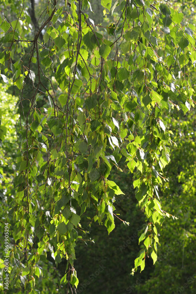 Fresh birch foliage.