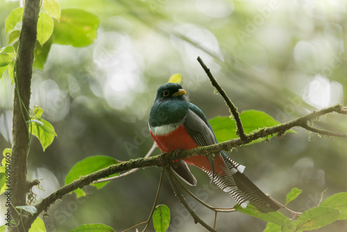 Beautiful Trogon collaris in the mountains of Antioquia