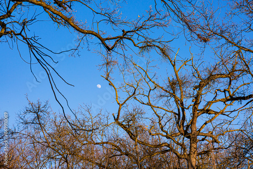 The peeping moon