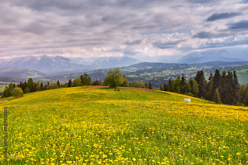 Flock of calves on blooming dandelion spring fields. Mountain ridge over blue sky in Poland. Beautiful warm day in spring Tatras. Mountains Landscape Panorama