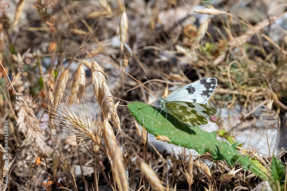 Obraz premium lizard on the grass