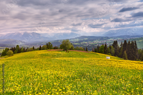 Obraz na płótnie Flock of calves on blooming dandelion spring fields. Mountain ridge over blue sky in Poland. Beautiful warm day in spring Tatras. Mountains Landscape Panorama w salonie