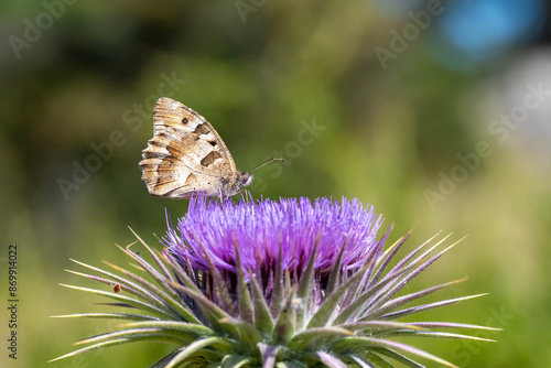 Satyridae / Cadı / Hermit / Chazara briseis photo