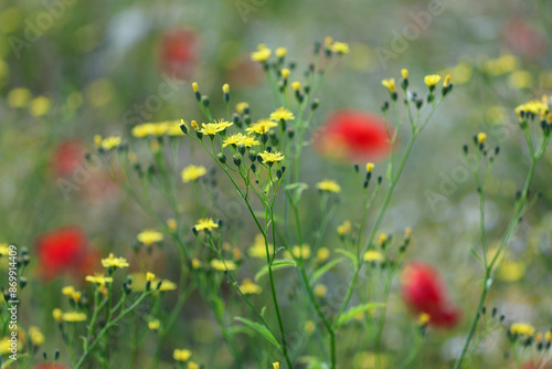 Smooth Hawksbeard flowers (Crepis capillaris) with poppies in the background. photo