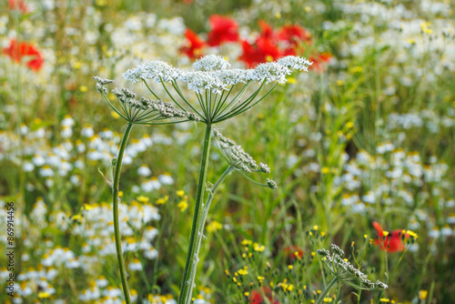 Cow Parsnip, Hogweed (Heracleum sphondylium) in a wildflower meadow with poppies, hawksbeard and mayweed in the background.