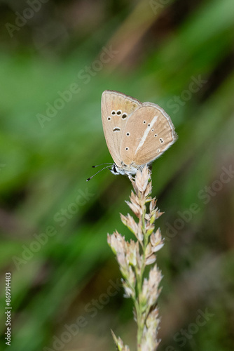 Wallpaper Mural butterfly on a green leaf Torontodigital.ca