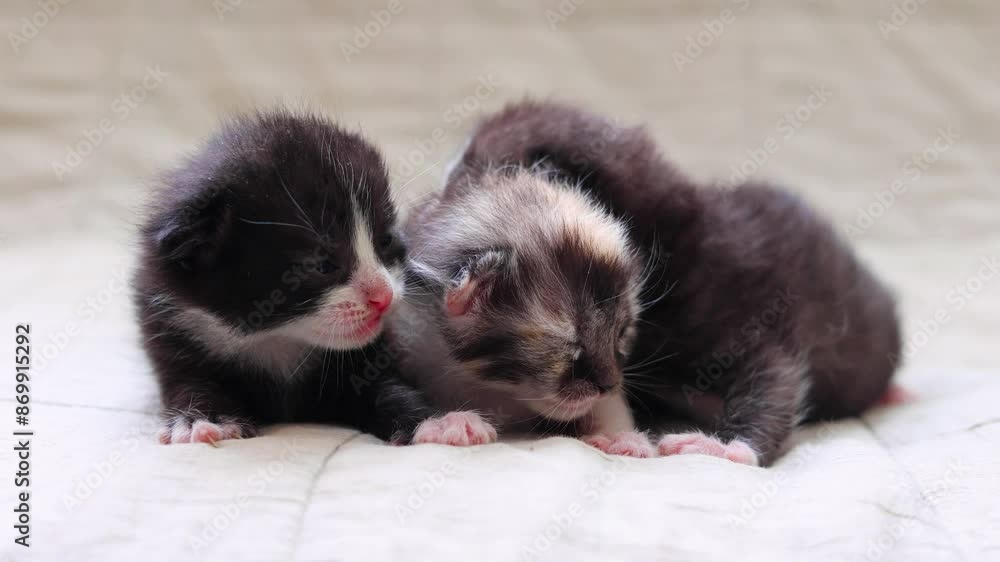 Adorable kittens sleep peacefully on a soft light fabric background. Adorable kittens sleep peacefully on a soft light fabric background.