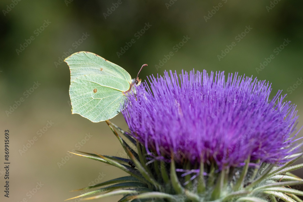 Pieridae / Orakkanat / Brimstone / Gonepteryx rhamni Pieridae / Orakkanat / Brimstone / Gonepteryx rhamni