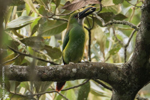 Northern Emerald-Toucanet, perched on a branch, eating berries.