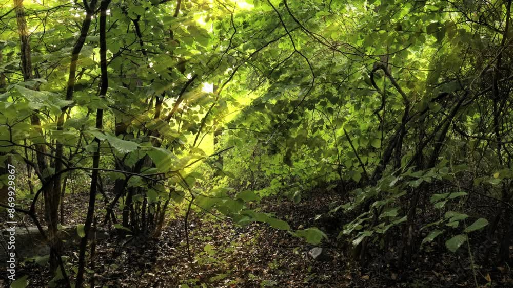 Summer forest with sun rays passing through green foliage. Summer forest with sun rays passing through green foliage.