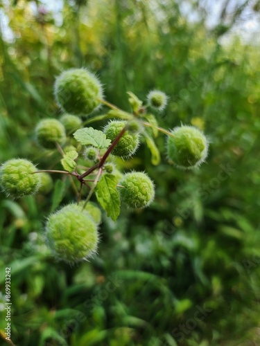 Close-up of a green nettle on a blurred background.