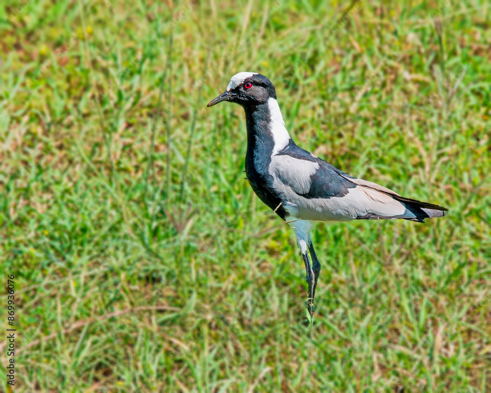 Blacksmith Lapwing in the Serengeti Blacksmith Lapwing in the Serengeti