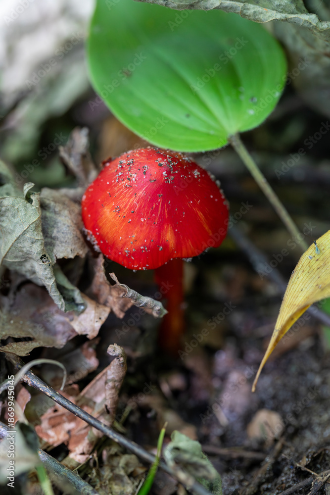 Scarlet Waxcap growing in a Canadian forest in Ontario. Scarlet Waxcap growing in a Canadian forest in Ontario.