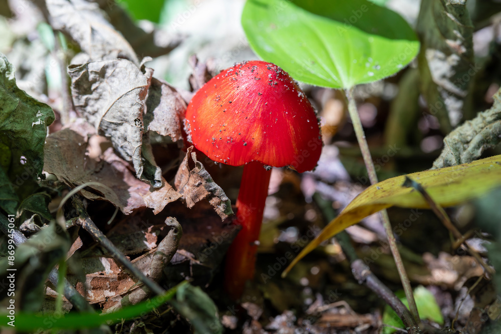 Scarlet Waxcap growing in a Canadian forest in Ontario. Scarlet Waxcap growing in a Canadian forest in Ontario.