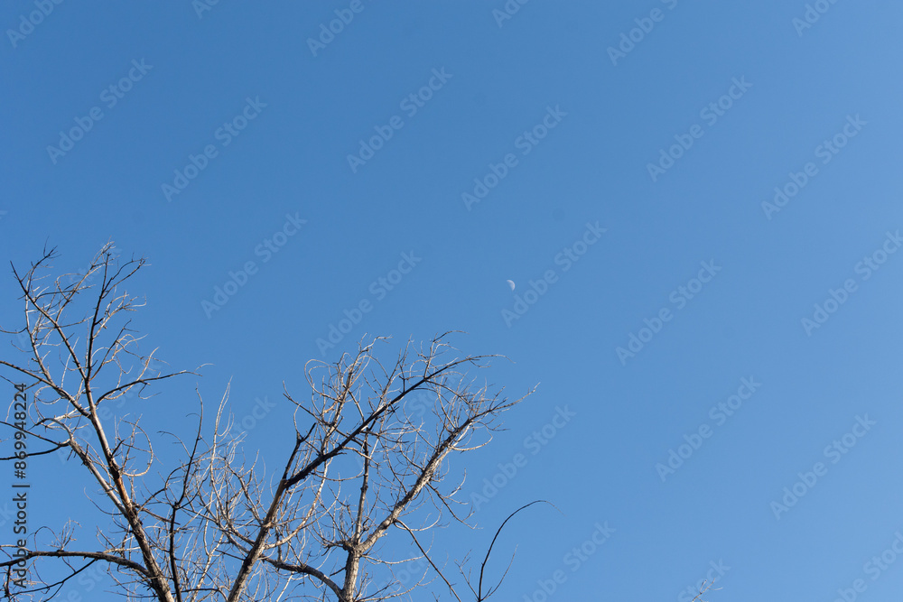 moon in the sky during the day and tree branches moon in the sky during the day and tree branches