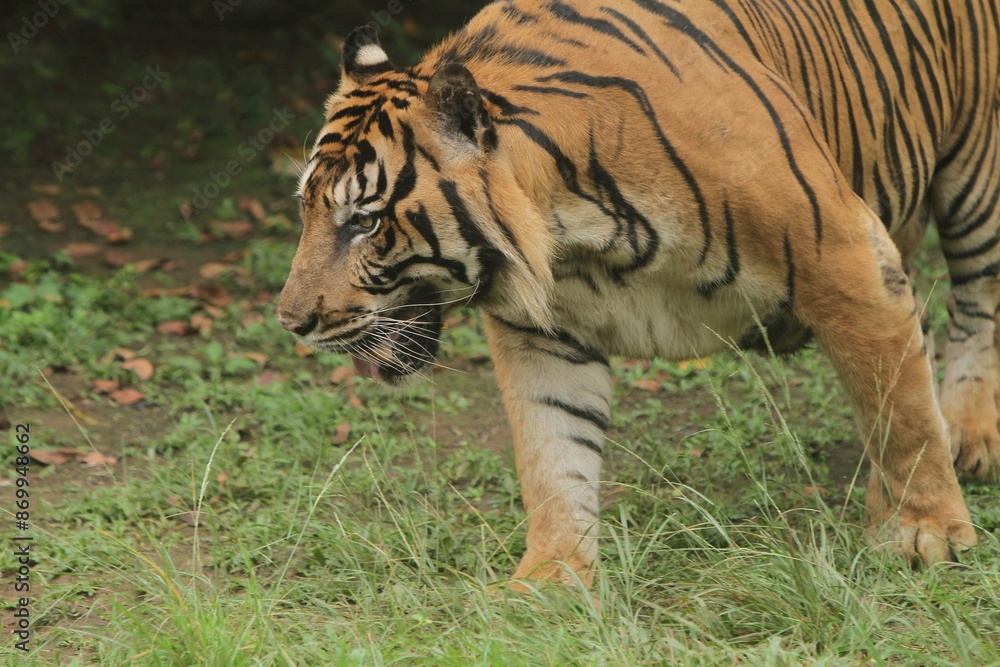 Fototapeta premium A Sumatran tiger wanders around the area during the day