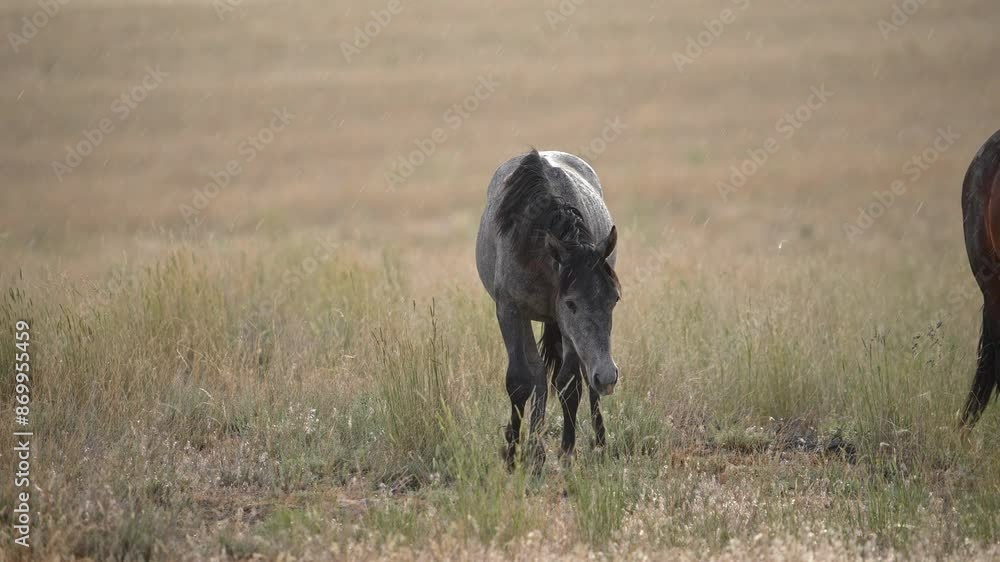 Wild Horses grazing in the Utah desert as it rains during the summer. Wild Horses grazing in the Utah desert as it rains during the summer.