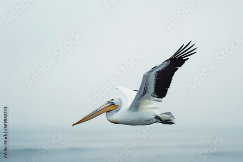 Pelican on Beach by Seaside, Reflecting Its Natural Environment and Coastal Habitat