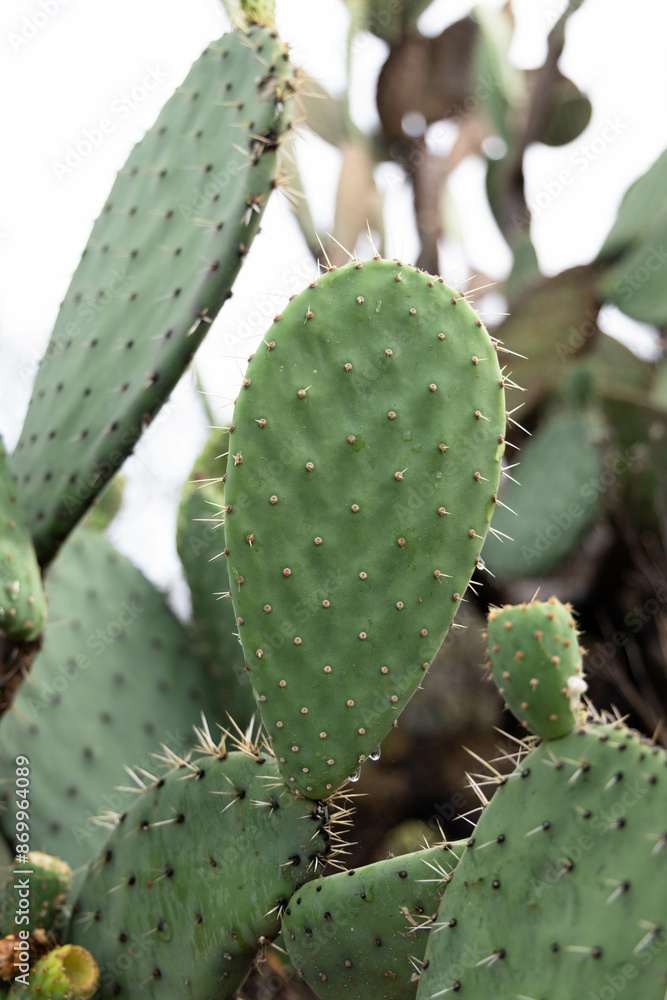 cactus with ear-shaped prickly pears on a hill, surrounded by nature with a large blue sky in the background which has majestic clouds cactus with ear-shaped prickly pears on a hill, surrounded by nature with a large blue sky in the background which has majestic clouds