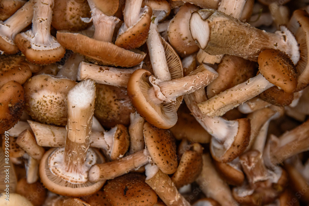 Background of raw mushrooms are prepared for cooking. Armillaria mellea, honey fungus, is an edible basidiomycete fungus. Stump mushroom, stumpie, pipinky or pinky. Close up, macro. Selective focus Background of raw mushrooms are prepared for cooking. Armillaria mellea, honey fungus, is an edible basidiomycete fungus. Stump mushroom, stumpie, pipinky or pinky. Close up, macro. Selective focus