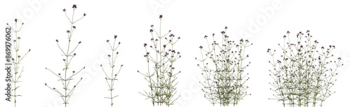 Set of frontal Verbena bonariensis (the purpletop vervain, clustertop vervain, Argentinian vervain, verbena or pretty) isolated png on a transparent background perfectly cutout high resolution