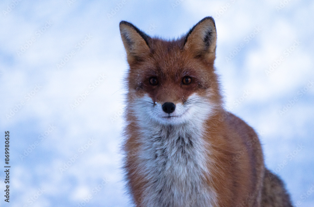 Fototapeta premium A red fox looking curiously at the camera
