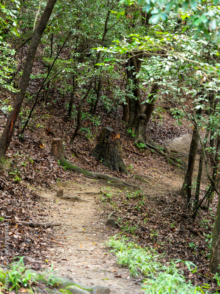 Fototapeta premium 落ち葉が積もる山道の風景