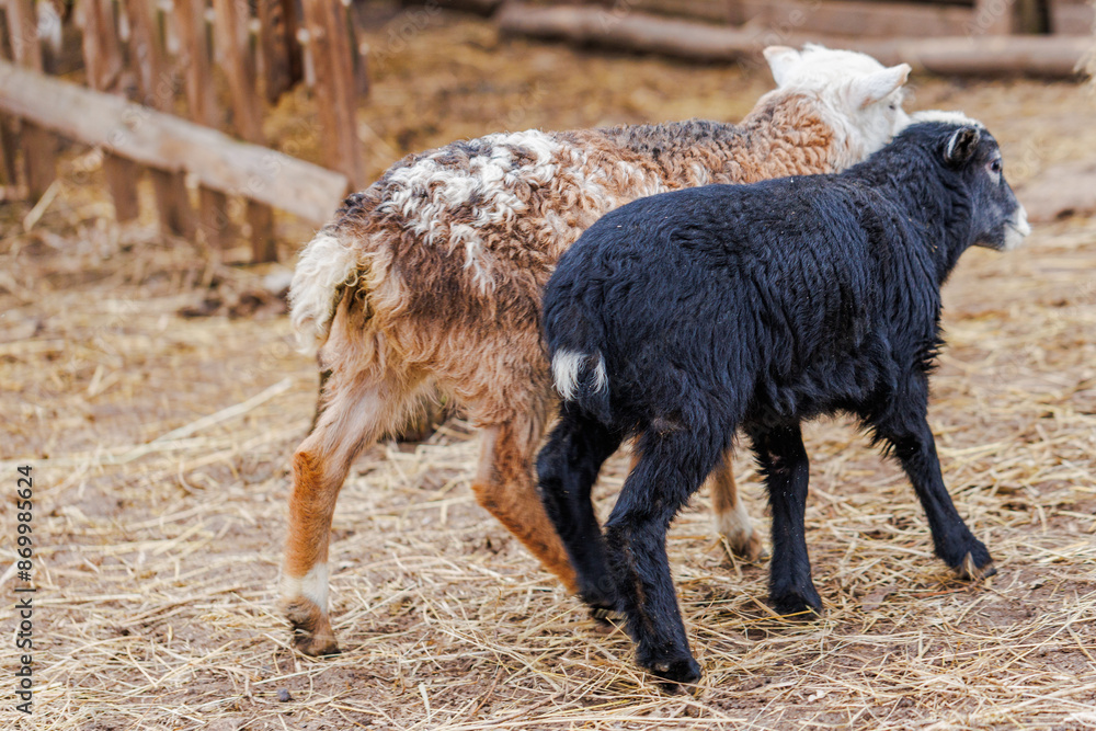Fototapeta premium Two Lambs Walking In A Farm Yard