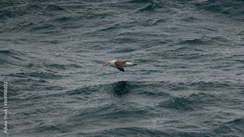Antarctica Albatross Bird in Flight Over Ocean Close to Water Bird Wildlife Birding View From Ship