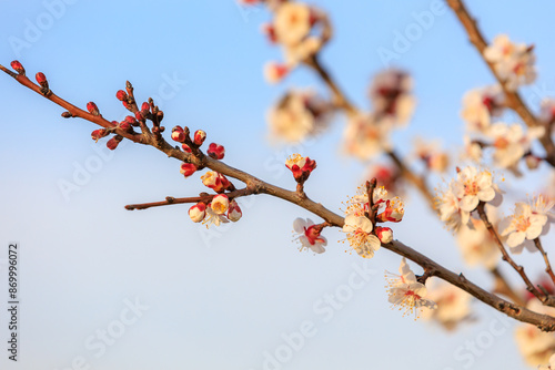 Flowers and flowering trees in early spring. Spring background with copy space