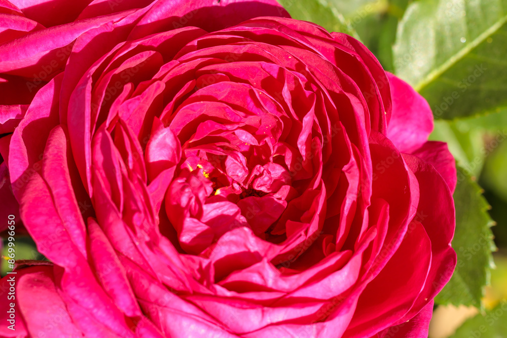 A close up of a red flower with a green leaf A close up of a red flower with a green leaf