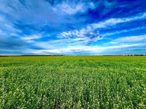 Fotografi Camelina