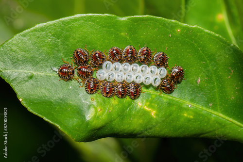 ninfas de percevejo ao lado dos ovos