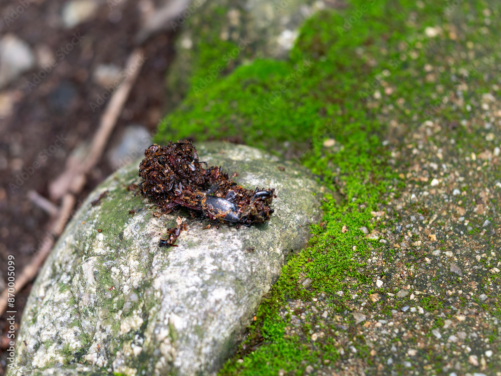 Obraz premium 虫の死骸に群がる小さな蟻