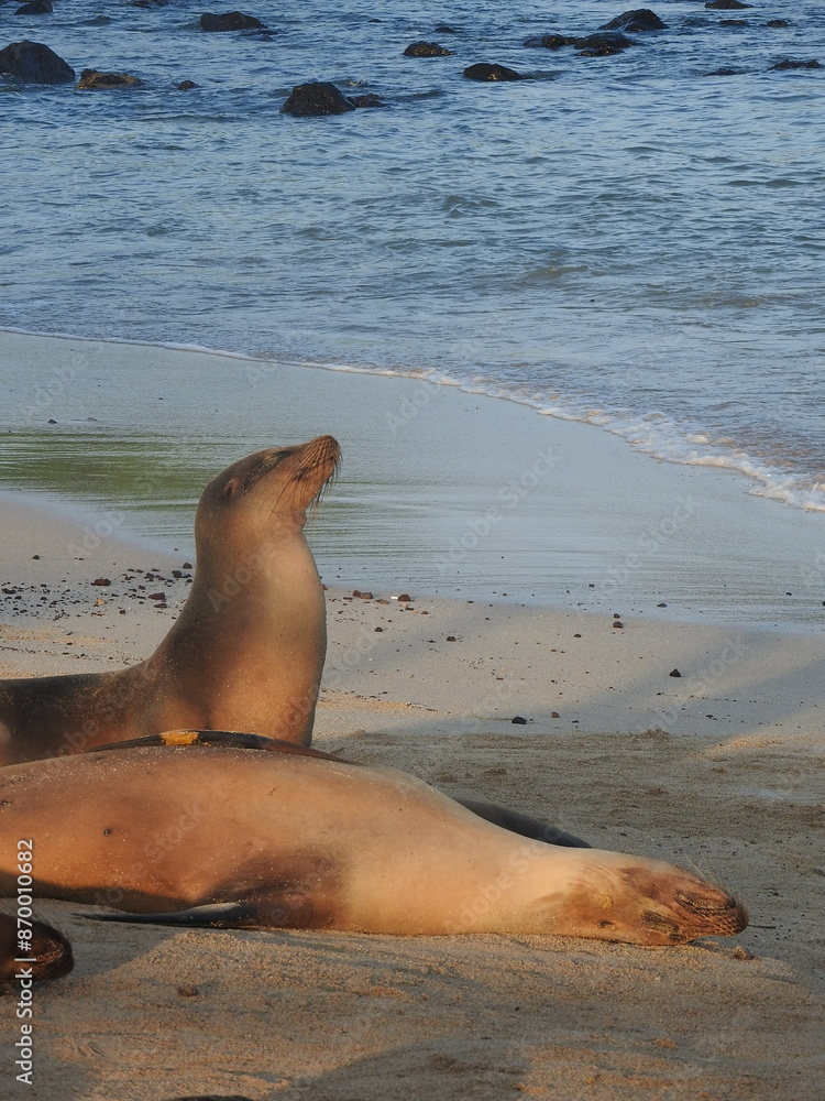 Obraz premium sea lion at dawn
