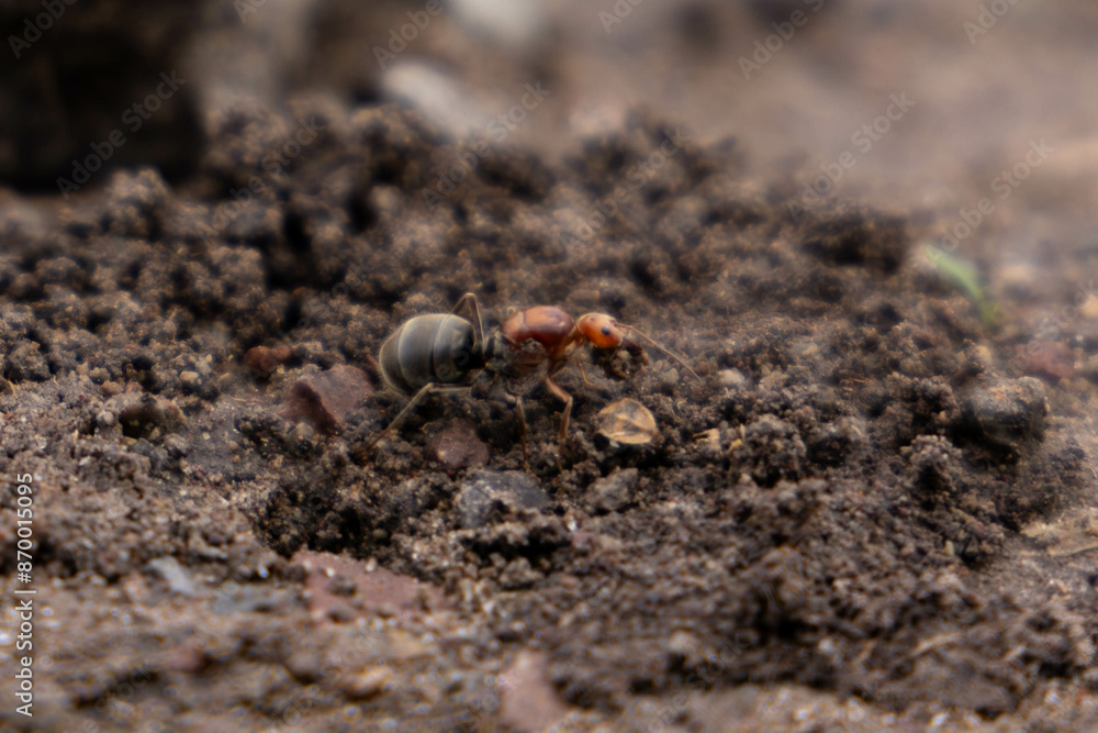 ant digging its anthill on the hill while facing the camera ant digging its anthill on the hill while facing the camera