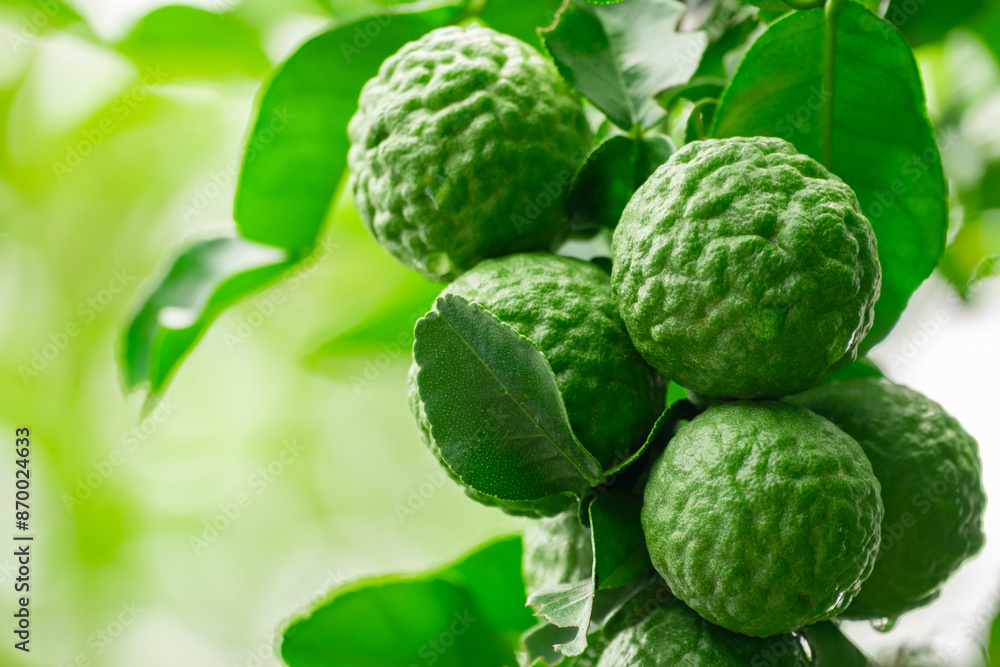 Bergamot, Fresh green bergamot fruit hanging from branch. bergamot tree garden and healthy food concept, group of bergamot,Bergamot medicinal plants with many Bergamot, Fresh green bergamot fruit hanging from branch. bergamot tree garden and healthy food concept, group of bergamot,Bergamot medicinal plants with many