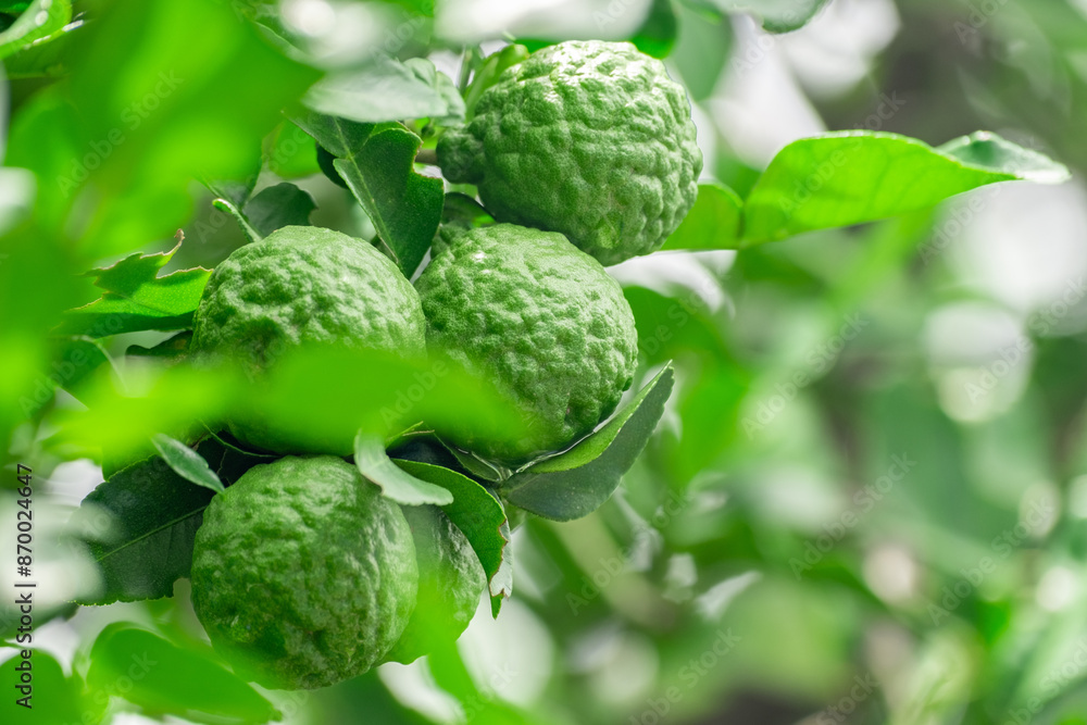 Bergamot, Fresh green bergamot fruit hanging from branch. bergamot tree garden and healthy food concept, group of bergamot,Bergamot medicinal plants with many Bergamot, Fresh green bergamot fruit hanging from branch. bergamot tree garden and healthy food concept, group of bergamot,Bergamot medicinal plants with many