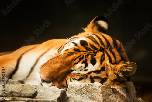Tiger a sleep