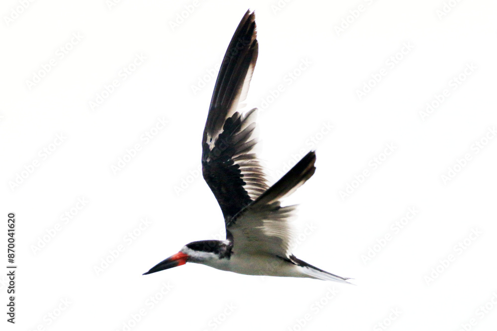 Naklejka premium O espetáculo que o talha-mar proporciona com a sua exótica beleza com suas asas gigantes e bico diferenciado pra sua técnica única de pesca de peixes pequenos, crustáceos e moluscos .