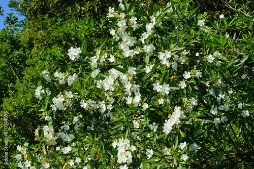 夾竹桃（キョウチクトウ）白