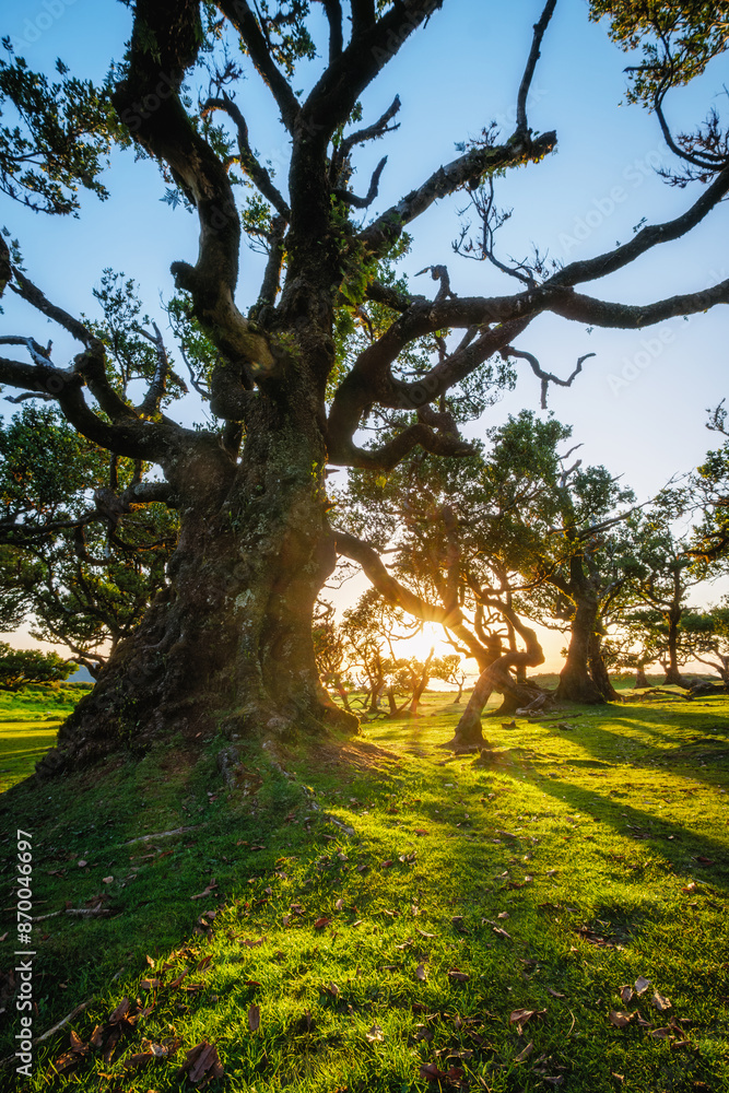 Obraz premium Centuries-old til trees in fantastic magical idyllic Fanal Laurisilva forest on sunset. Madeira island, Portugal
