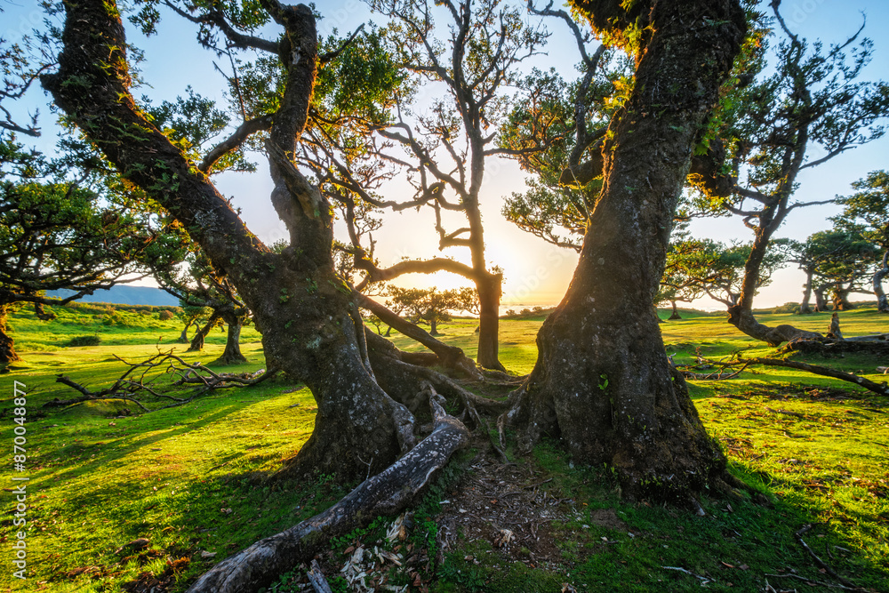 Centuries-old til trees in fantastic magical idyllic Fanal Laurisilva forest on sunset. Madeira island, Portugal Centuries-old til trees in fantastic magical idyllic Fanal Laurisilva forest on sunset. Madeira island, Portugal