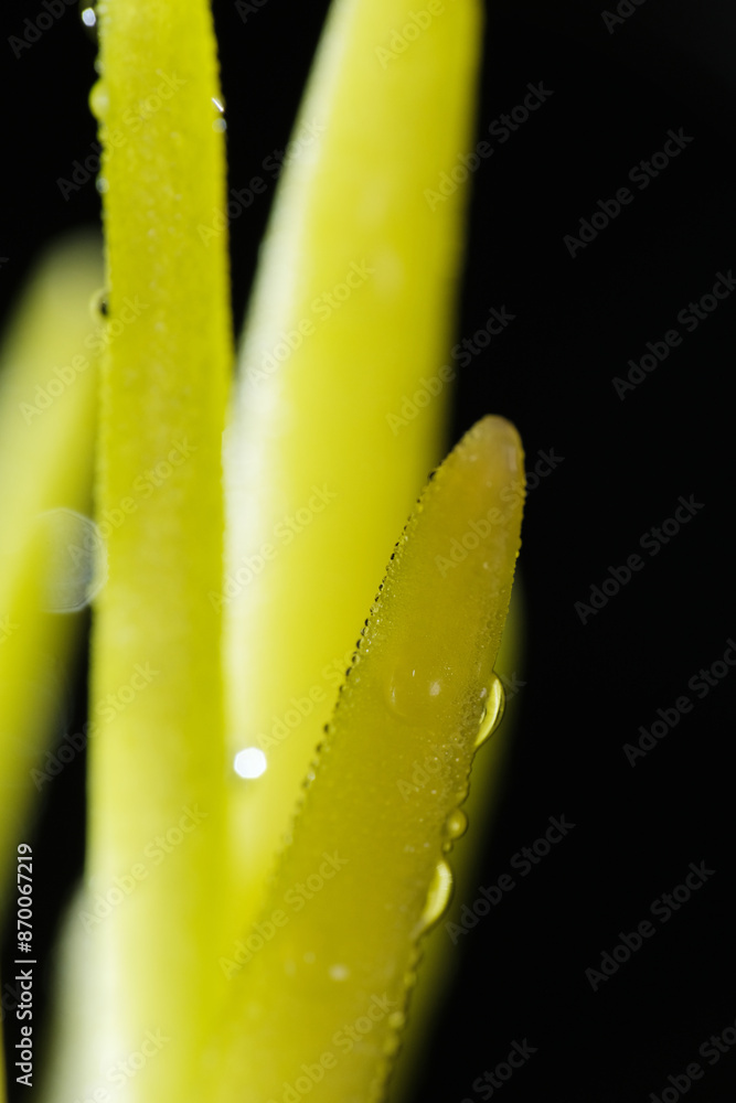 Obraz premium Close up shot of young onion shoot on black background