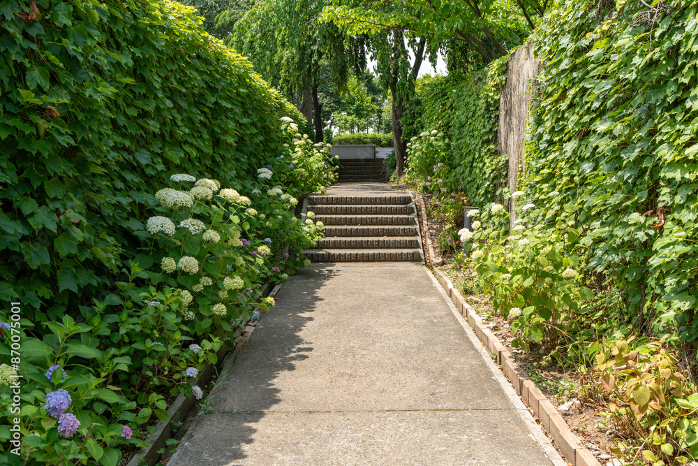 Seonyudo Park With Hydrangeas Blooming Seonyudo Park With Hydrangeas Blooming