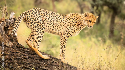 A cheetah uses the high vantage point of a fallen tree to look out over the savanna as it prepares to go hunting for its prey in a game reserve in South Africa.