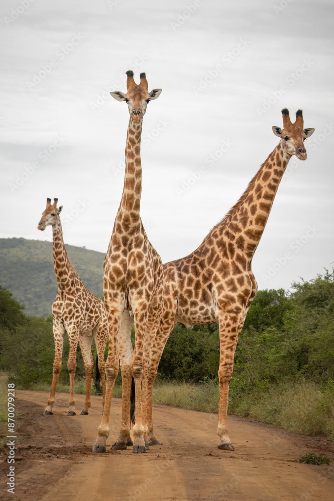 Obraz premium Three male giraffes aesthetically arranged on a dirt road where they are taking a short break from play neck fighting to observe the observers on an overcast day in a game reserve in South Africa