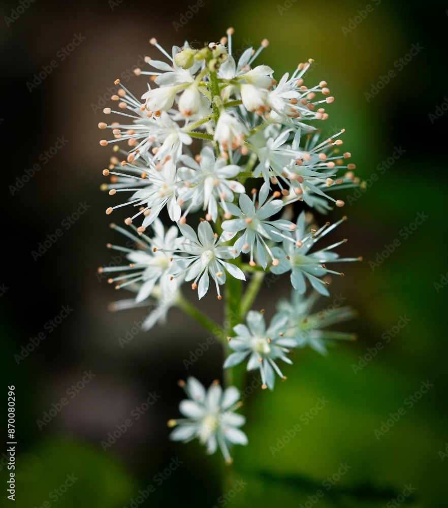 Close-up of a beautiful white flower with delicate petals and a blurred green background Close-up of a beautiful white flower with delicate petals and a blurred green background