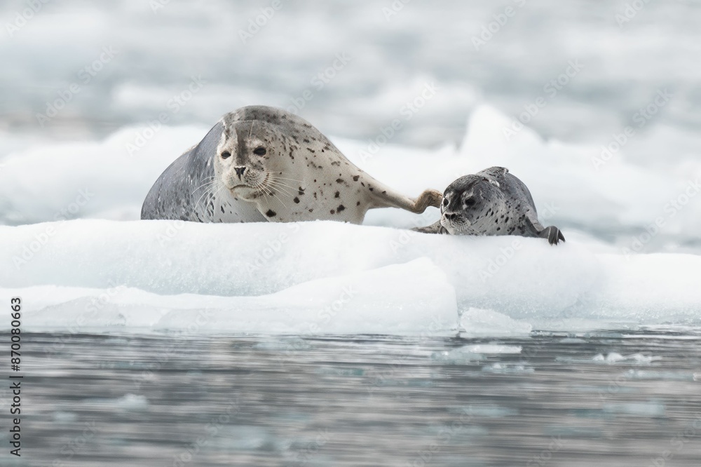 Naklejka premium Harbor seals amongst glacier ice flow in Kenai-Fjords National Park, Alaska.