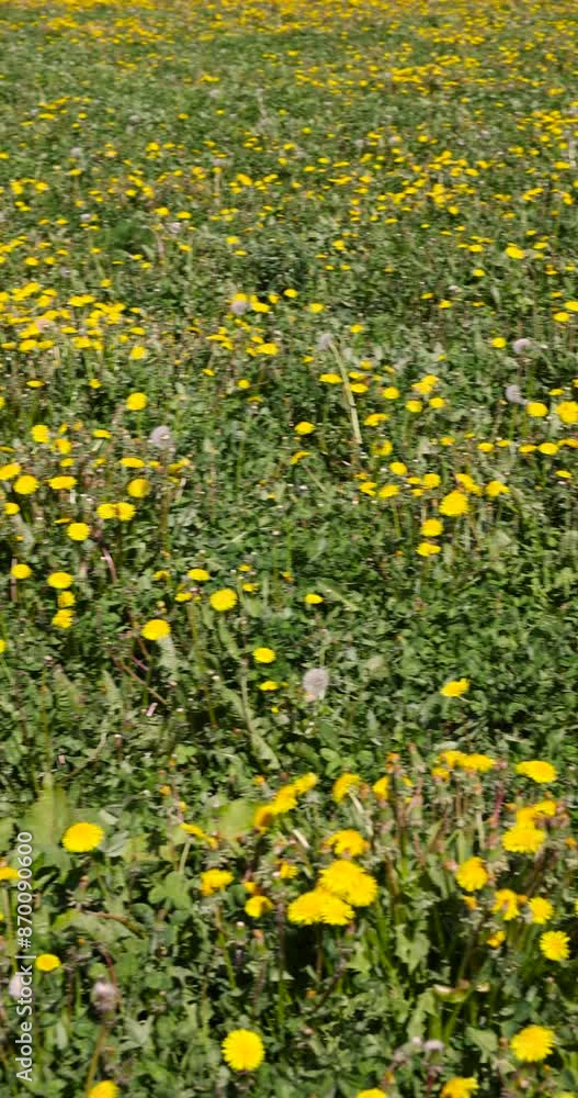 a field where grass and flowers grow for hay harvesting, hay harvesting in rural areas a field where grass and flowers grow for hay harvesting, hay harvesting in rural areas